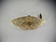 Enispa lutefascialis