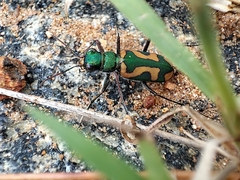 Cicindela calligramma