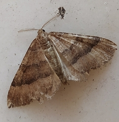 Larentia clavaria