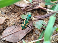 Cicindela calligramma