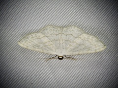 Scopula apicipunctata