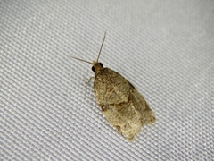 Neocalyptis angustilineata