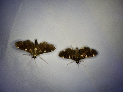 Piletocera aegimiusalis
