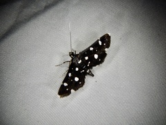 Diathrausta brevifascialis