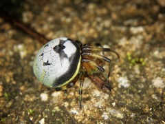 Bijoaraneus komachi