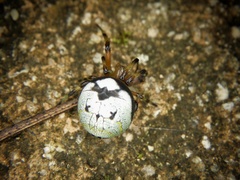 Bijoaraneus komachi