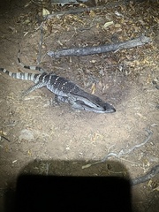 Varanus albigularis albigularis