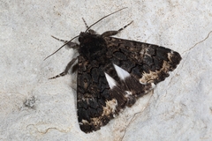 Catephia alchymista