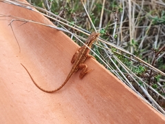 Sitana marudhamneydhal