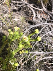 Diosma echinulata