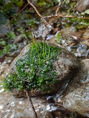 Anthoceros