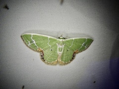 Comibaena nigromacularia