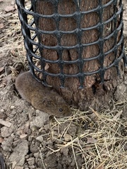 Microtus pennsylvanicus