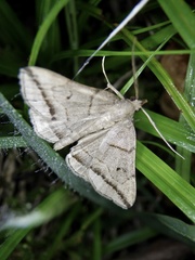 Zanclognatha griselda