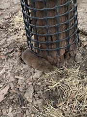 Microtus pennsylvanicus