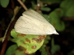 Rivula aequalis