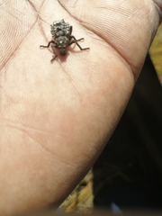Brachycerus