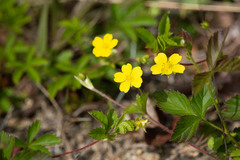 Potentilla simplex