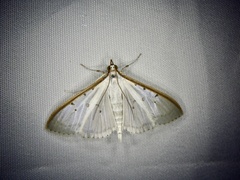 Palpita nigropunctalis