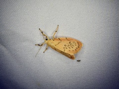 Miltochrista miniata