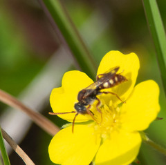 Nomada