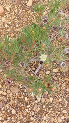 Protea scolymocephala