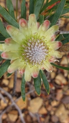 Protea scolymocephala
