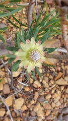 Protea scolymocephala