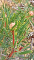 Protea scolymocephala