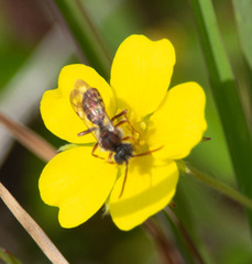 Nomada