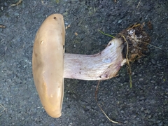 Lepista personata