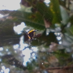 Micrathena pungens