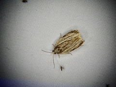Phaecasiophora roseana
