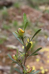 Hibbertia obtusifolia