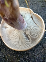 Lepista personata