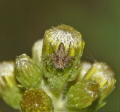 Oxyopes heterophthalmus