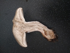 Lepista personata