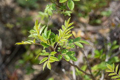 Toxicodendron vernix