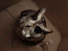 Otus bakkamoena