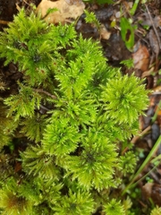 Hypnodendron