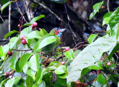 Psilopogon duvaucelii