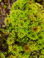 Hypnodendron