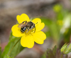 Andrena nasonii