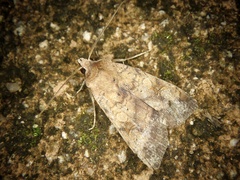 Diarsia deparca