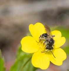 Andrena nasonii
