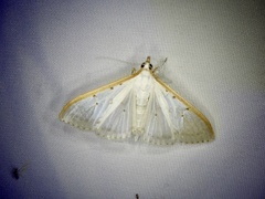 Palpita nigropunctalis