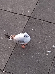 Chroicocephalus ridibundus