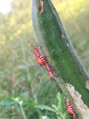 Dysdercus cingulatus