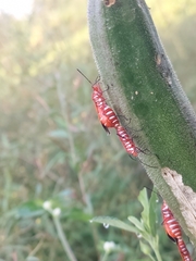 Dysdercus cingulatus