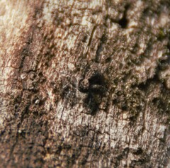 Menemerus taeniatus